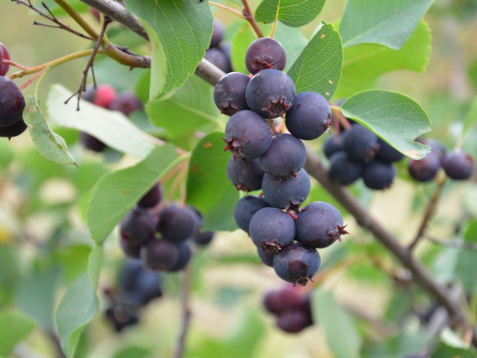Ирга в саду: польза, посадка и секреты богатого урожая для хозяйки