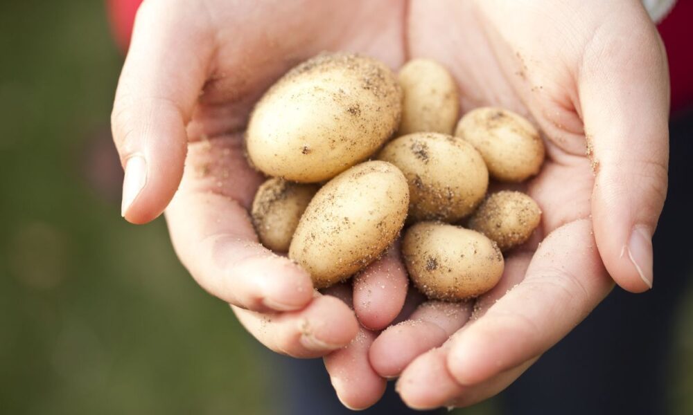 Почему картошка мелкая: секреты богатого урожая крупного картофеля