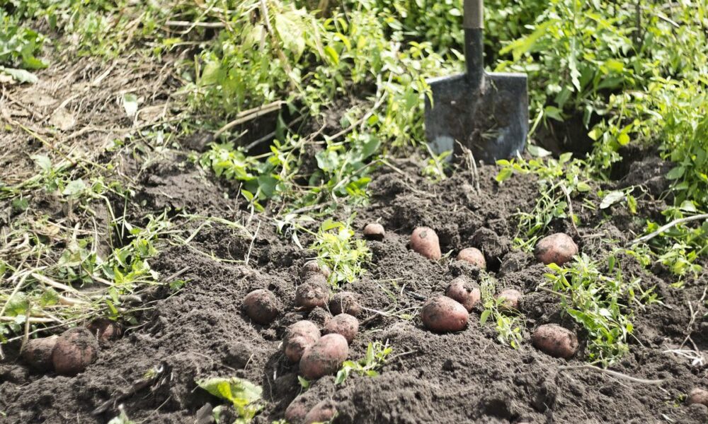 Секреты богатого урожая картофеля: уход в августе для начинающих хозяек