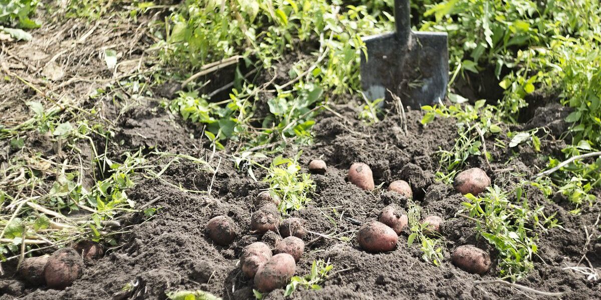 Секреты богатого урожая картофеля: уход в августе для начинающих хозяек