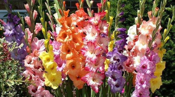 Гладиолусы на даче: советы по посадке и уходу для начинающих садоводов