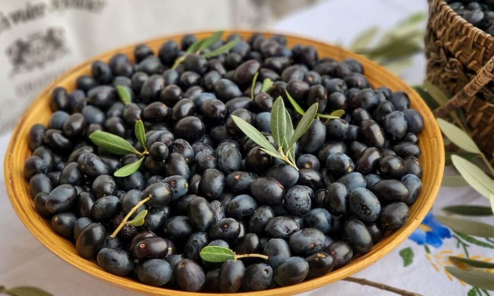 Оливки и маслины: в чем разница и как выбирать – полезные советы хозяйке