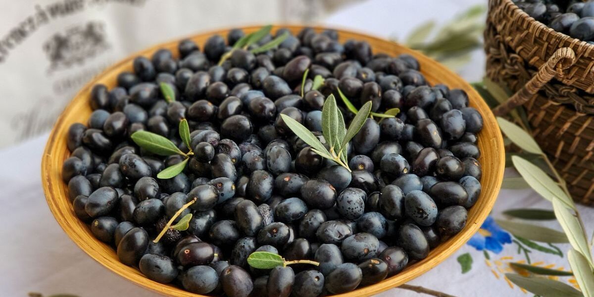 Оливки и маслины: в чем разница и как выбирать – полезные советы хозяйке