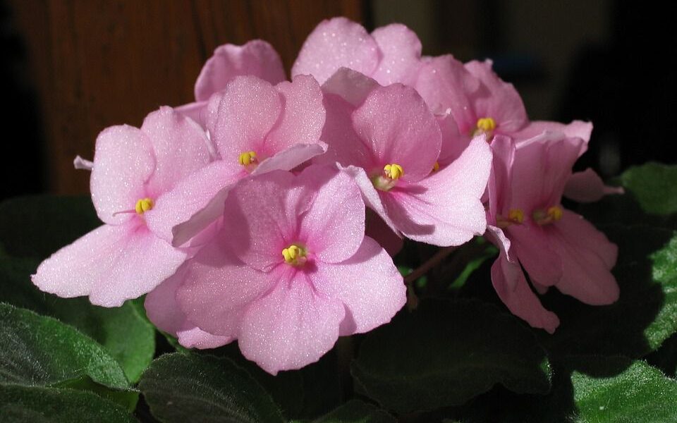 Почему чернеют листья у фиалок: 7 способов спасти любимый цветок