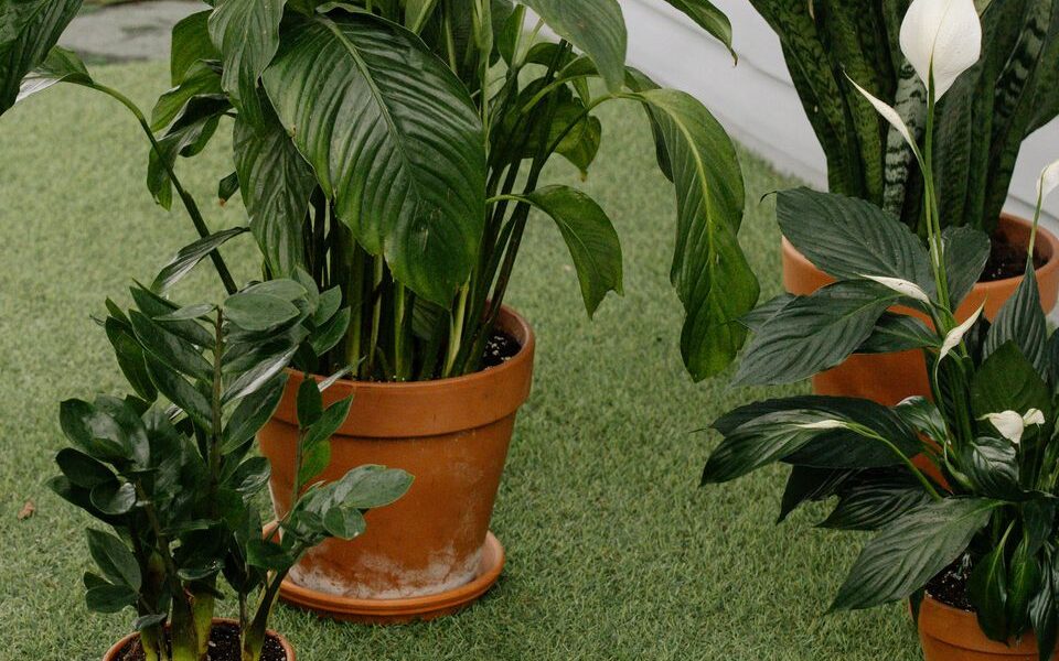 Реанимация спатифиллума: секреты ухода при сухих листьях