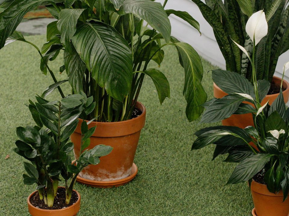 Реанимация спатифиллума: секреты ухода при сухих листьях