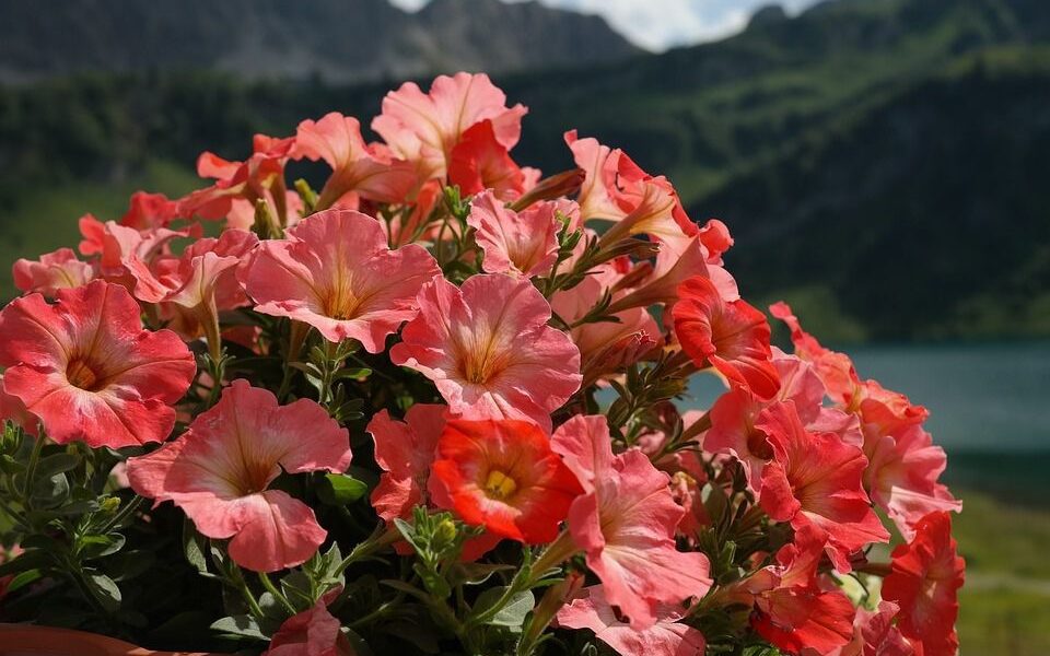 Пышное цветение петунии: секреты ухода для начинающих и опытных садоводов