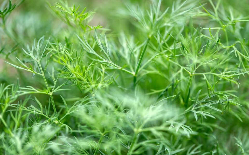 Выращиваем укроп зимой: секреты раннего урожая к весне