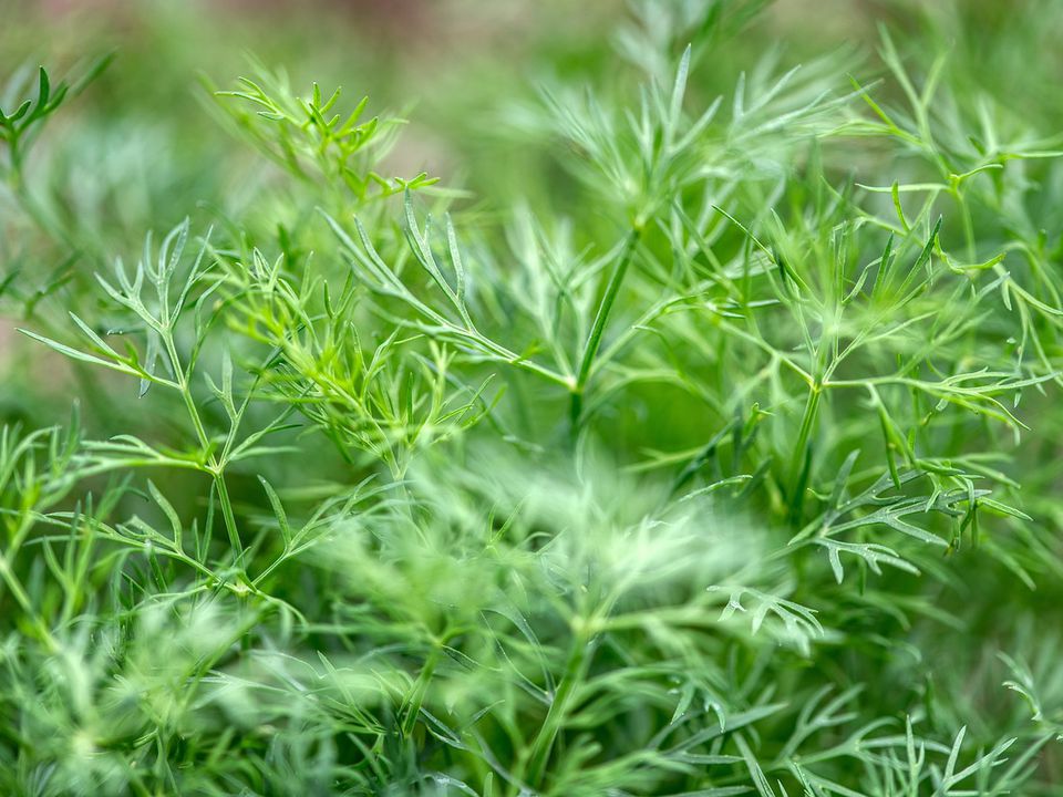 Выращиваем укроп зимой: секреты раннего урожая к весне