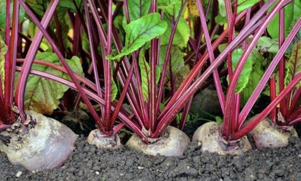 Секреты выращивания свеклы: как получить богатый урожай без традиционных рядов