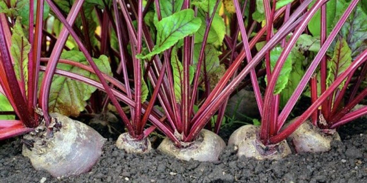 Секреты выращивания свеклы: как получить богатый урожай без традиционных рядов