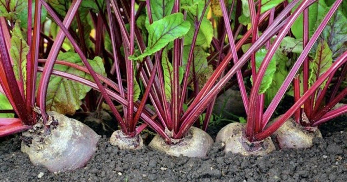 Секреты выращивания свеклы: как получить богатый урожай без традиционных рядов