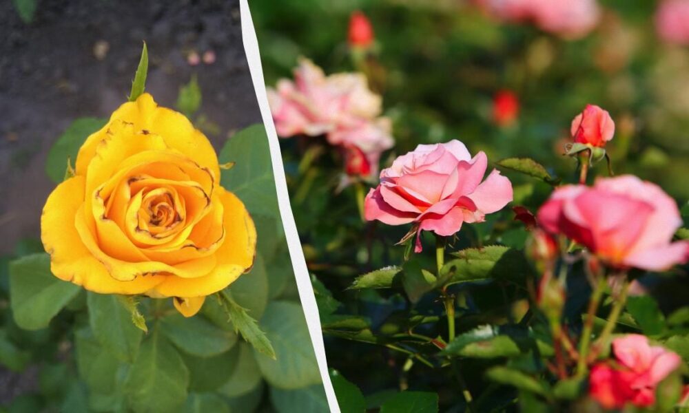 Трипсы в саду: как защитить цветы от вредителей – советы хозяйкам