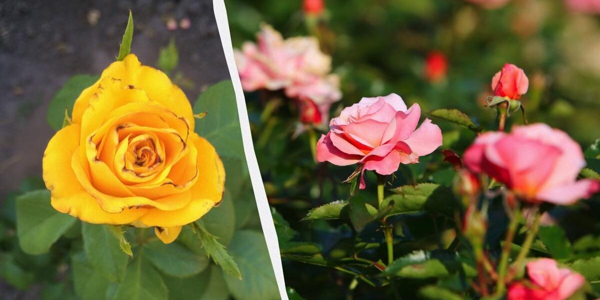 Трипсы в саду: как защитить цветы от вредителей – советы хозяйкам