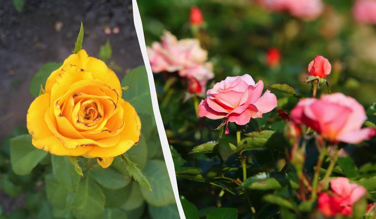 Трипсы в саду: как защитить цветы от вредителей – советы хозяйкам