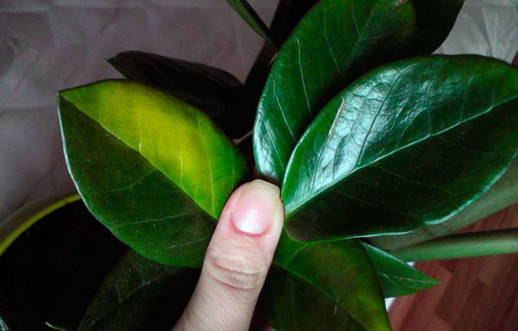 Почему желтеют листья у денежного дерева: что делать