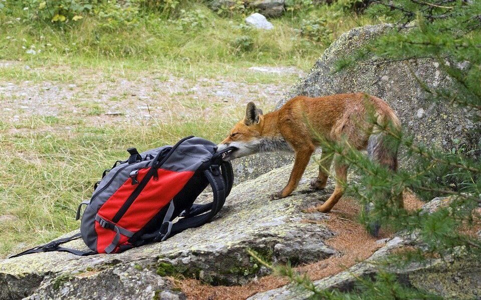 Дерзость как путь к успеху: психология наглости