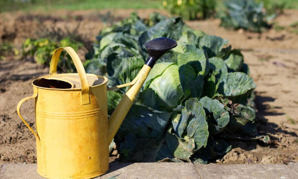 Секреты осеннего ухода за капустой: советы для богатого урожая