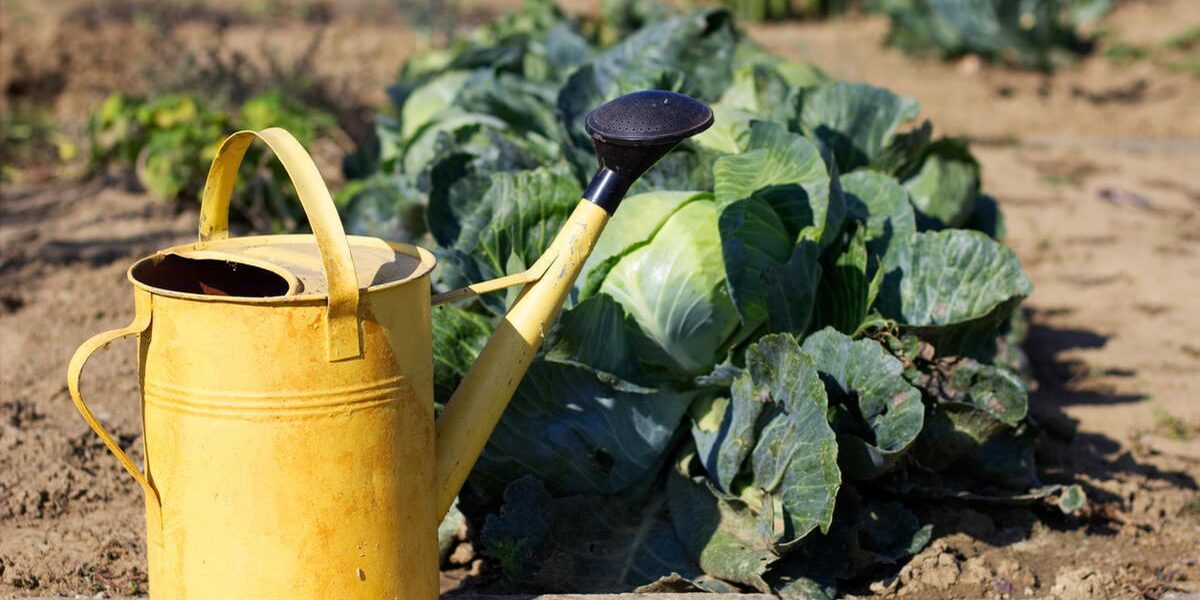 Секреты осеннего ухода за капустой: советы для богатого урожая