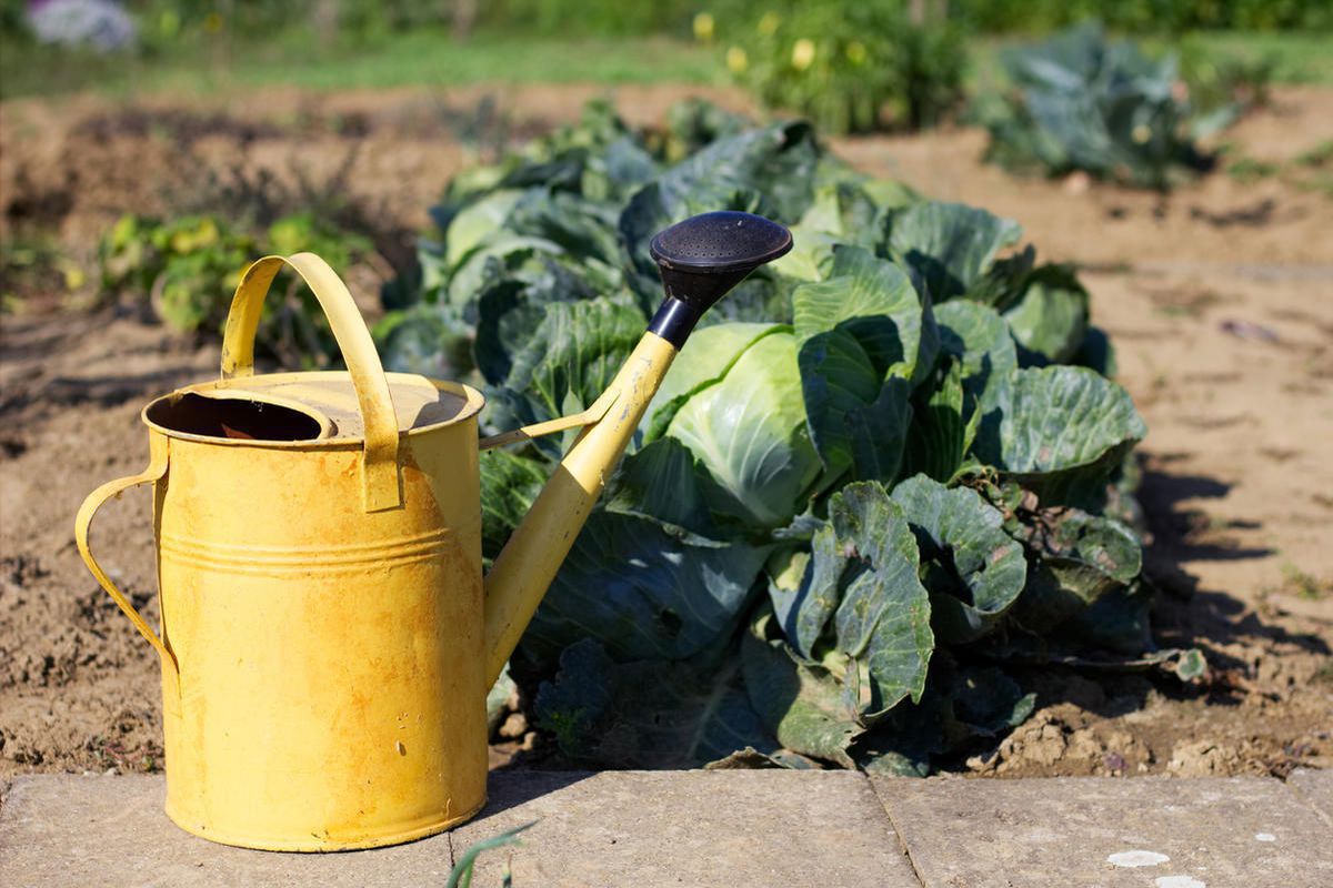 Секреты осеннего ухода за капустой: советы для богатого урожая