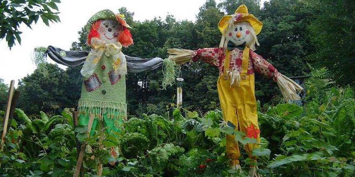 Секреты богатого урожая: как защитить огород от негативного влияния