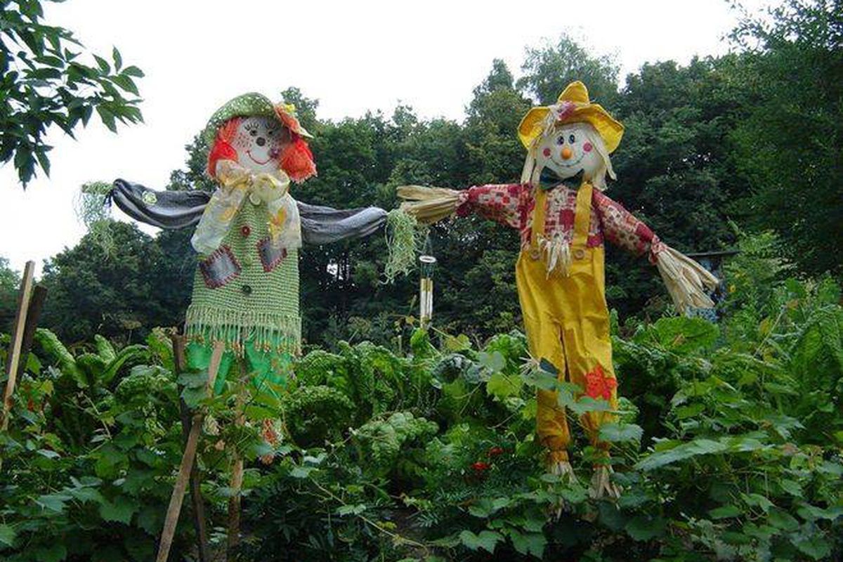 Секреты богатого урожая: как защитить огород от негативного влияния