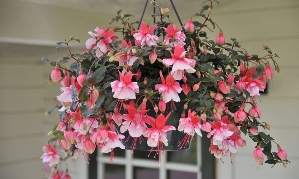 Комнатные растения в подвесных горшках: идеи для уютного дома