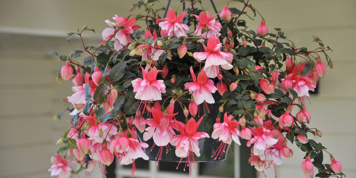 Комнатные растения в подвесных горшках: идеи для уютного дома