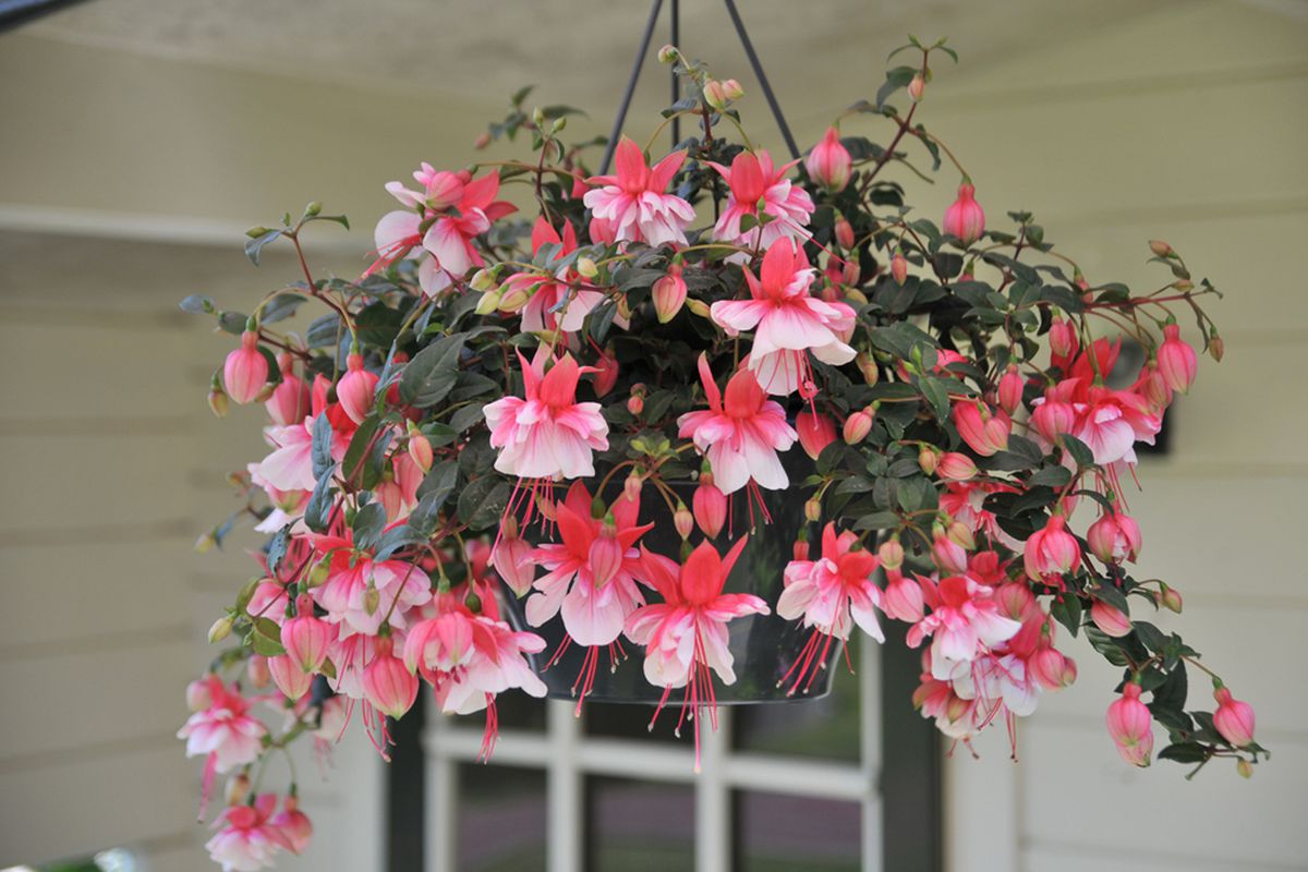 Комнатные растения в подвесных горшках: идеи для уютного дома