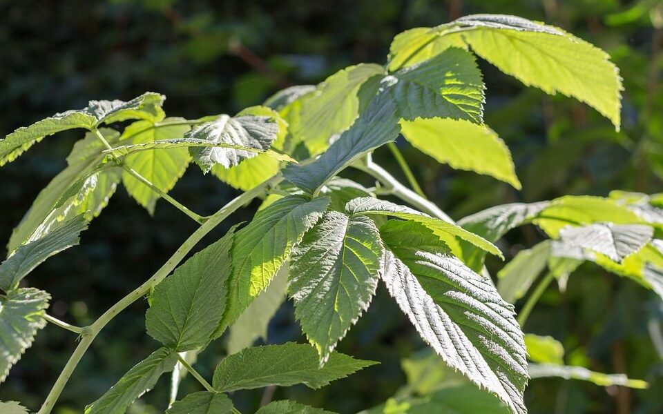 Как остановить малину от разрастания: лучшие растения для сдерживания