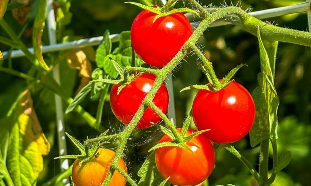 Сидераты для богатого урожая: секреты посева под томаты