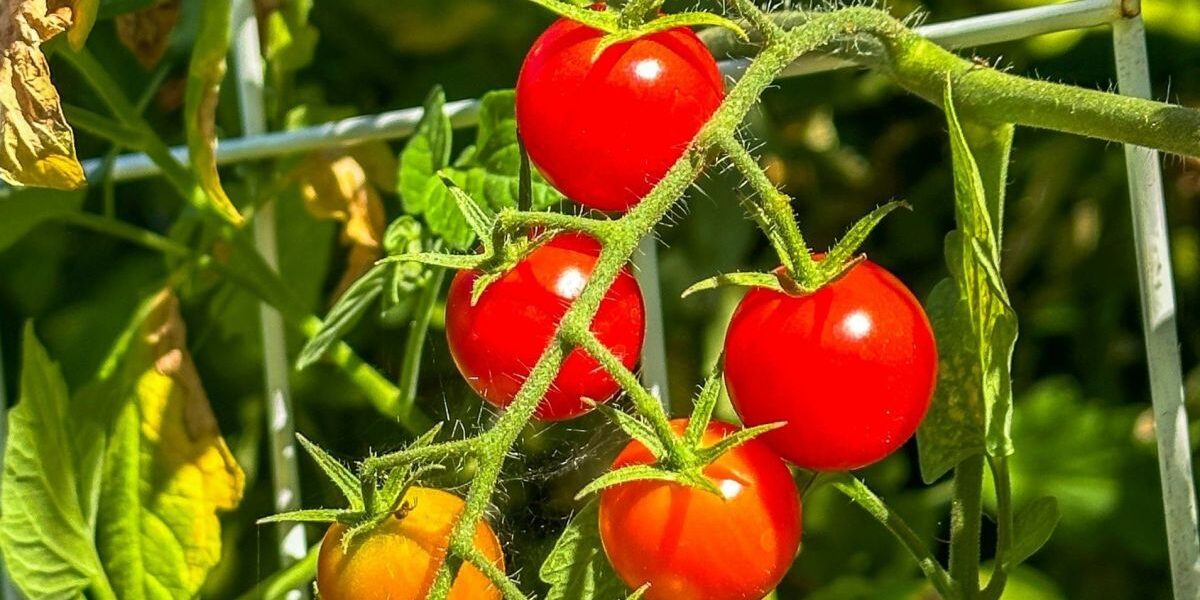 Сидераты для богатого урожая: секреты посева под томаты