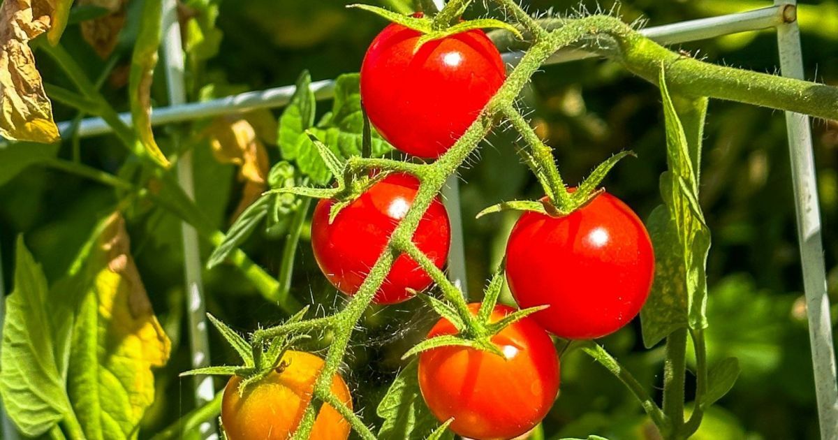 Сидераты для богатого урожая: секреты посева под томаты