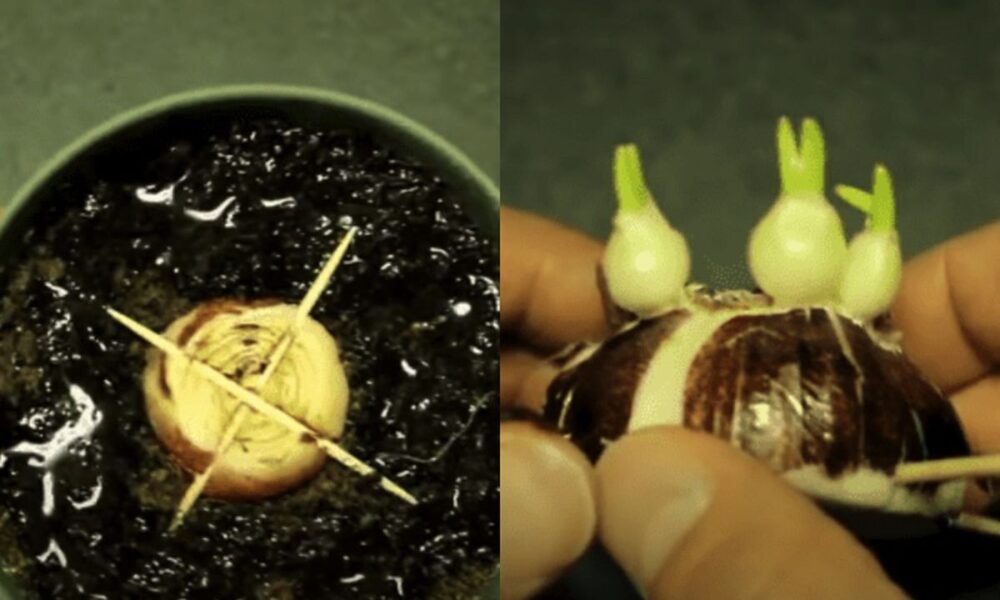 Эффективный способ размножения гиацинта из одной луковицы: до бесконечности!