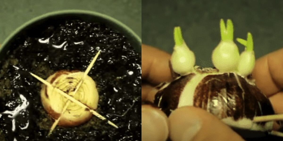 Эффективный способ размножения гиацинта из одной луковицы: до бесконечности!