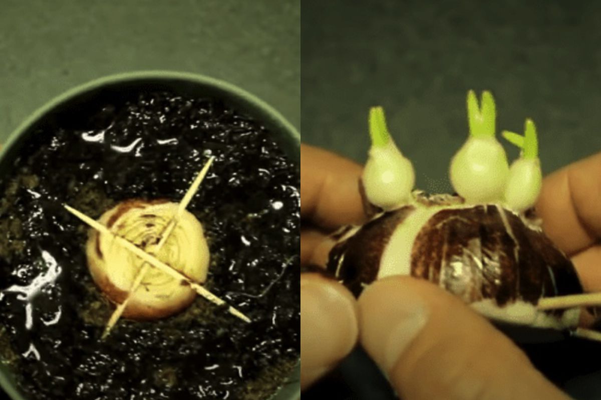 Эффективный способ размножения гиацинта из одной луковицы: до бесконечности!