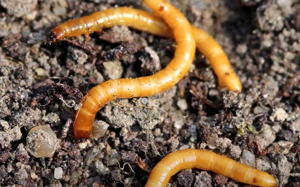 Как избавиться от проволочника на огороде: эффективные советы для хозяек