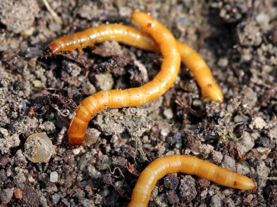 Как избавиться от проволочника на огороде: эффективные советы для хозяек