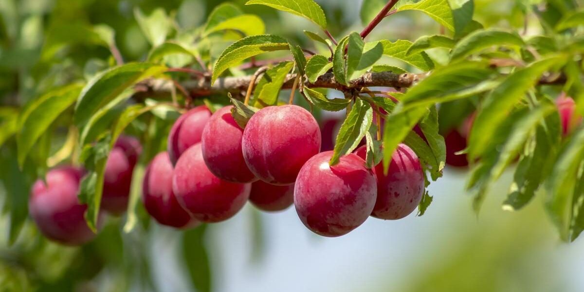 Обрезка сливы весной: советы для богатого урожая