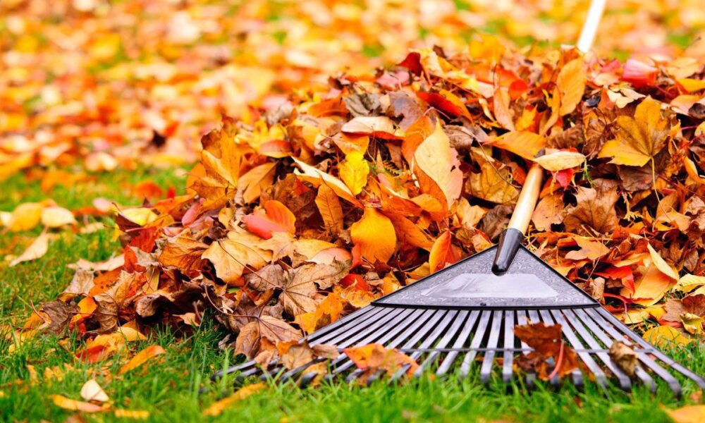 Осенние хлопоты в саду: подготовка газона к зиме