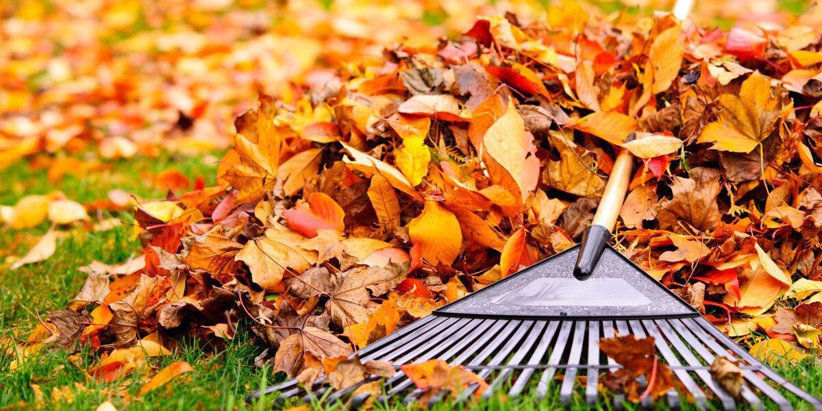 Осенние хлопоты в саду: подготовка газона к зиме