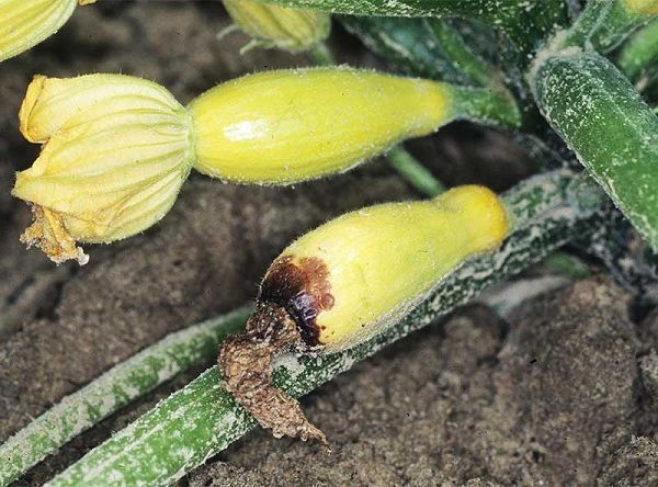 Почему гниют завязи кабачков: советы хозяйкам