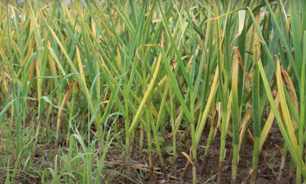 Желтеет лук и чеснок на грядке: что делать и как спасти урожай