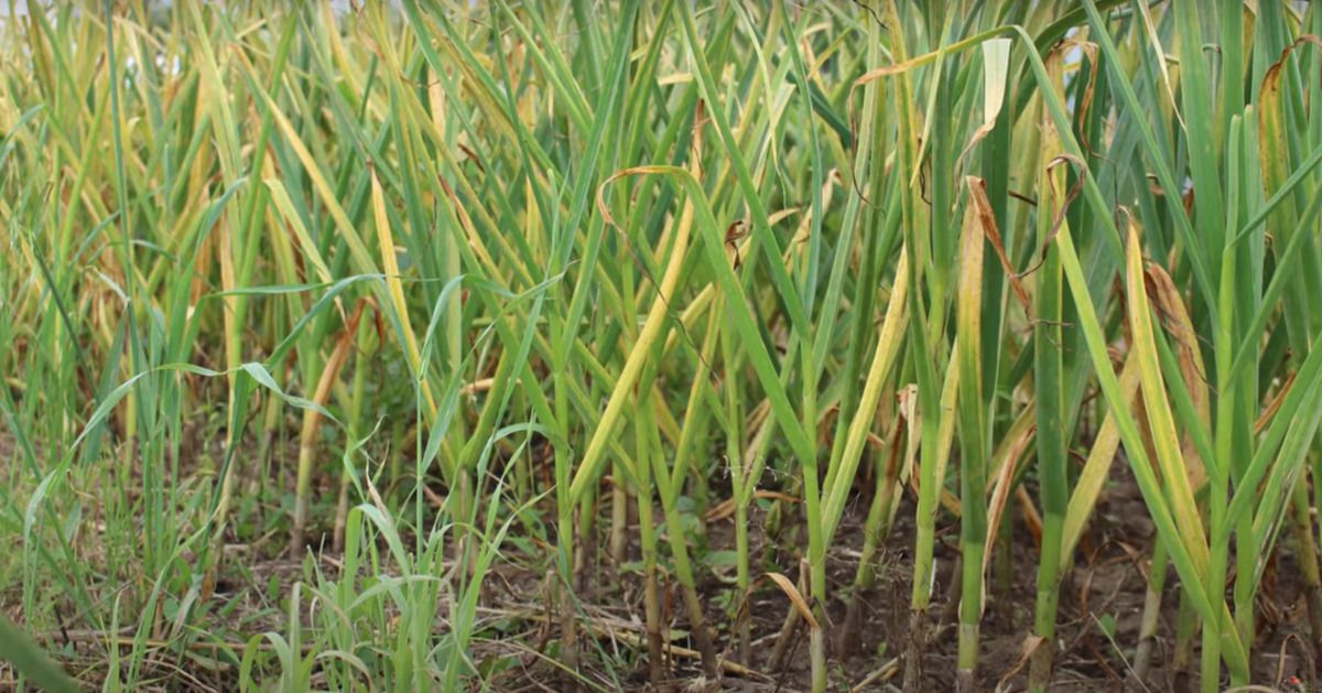 Желтеет лук и чеснок на грядке: что делать и как спасти урожай