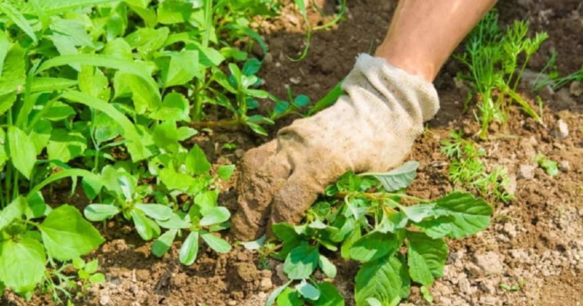 Эти цветы избавят ваш участок от сорняков: посадите их прямо сейчас