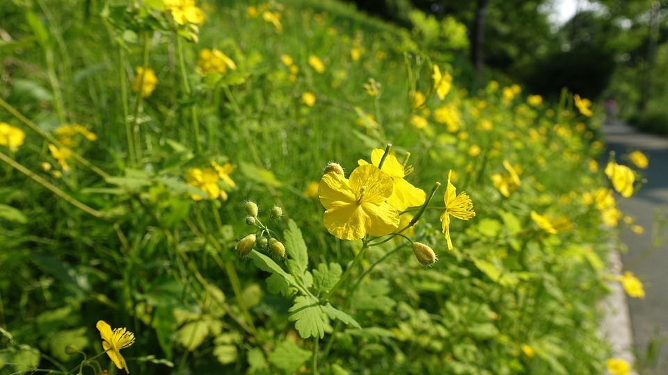 Чистотел в огороде: польза и применение для здоровья и красоты
