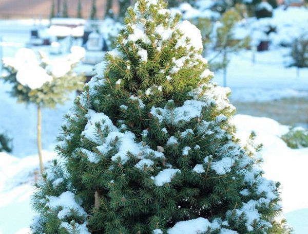 Как подготовить хвойные растения к зиме: советы для хозяйки