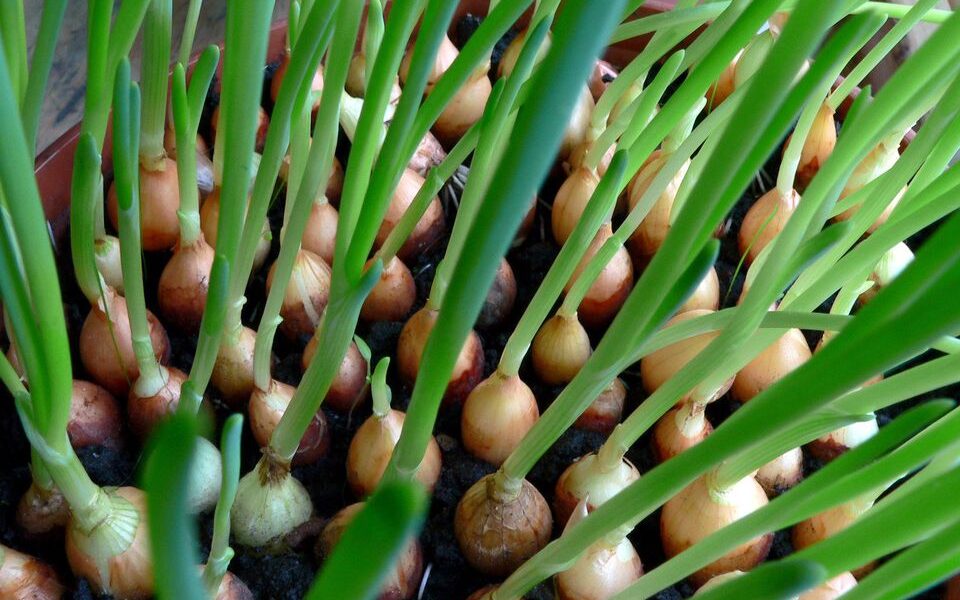 Лук на подоконнике круглый год: секреты выращивания сочной зелени дома