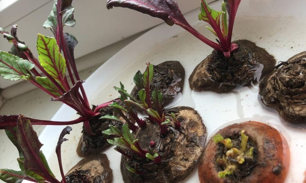 Как вырастить зелень дома зимой: простые способы без земли и семян