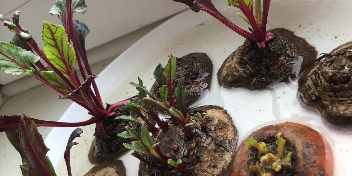 Как вырастить зелень дома зимой: простые способы без земли и семян